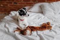Kaboompics - Black and White Puppy Looking Sideways on a White Bed beside a Plush Toy