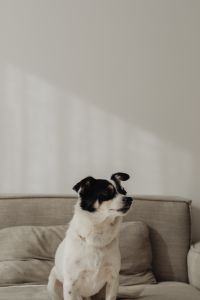 Kaboompics - Small Dog Pausing Beside a Sofa in a Bright Living Room