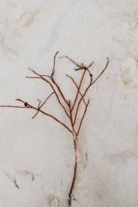 Kaboompics - Seashells and Small Branch on the Shore