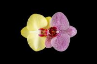 Kaboompics - Yellow And Pink Orchid Flowers Isolated On Black Background