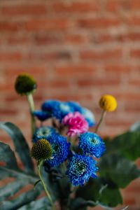 Kaboompics - Blue Chrysanthemums with Pink Carnation and Yellow Craspedia