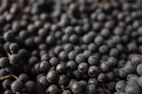 Kaboompics - Dark Grape Surface Pattern