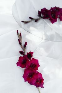 Kaboompics - Magenta Gladiolus Stems Mirrored Across White Draped Fabric