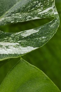 Kaboompics - Monstera Variegata Leaf Texture in Soft Natural Light