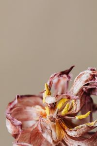 Kaboompics - Close-Up Dried Pink Flower Petals On Beige