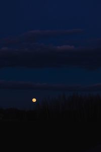 Kaboompics - Small Moon Rising over Silhouetted Winter Trees