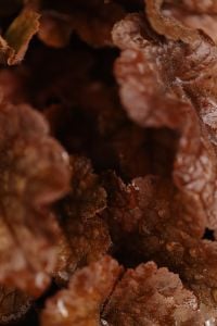 Kaboompics - Close-Up Brown Autumn Plant Texture with Botanical Detail