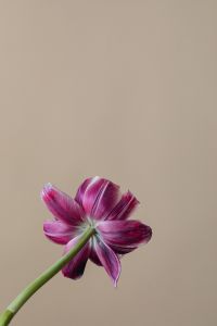 Kaboompics - Back View Of Purple Flower Against Beige
