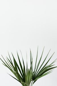 Kaboompics - Upward Fan Palm Fronds on White for Minimal Nature and Plant Branding
