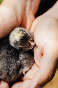 Kaboompics - Yellow Baby Chicks Resting on Cream Striped Fabric