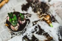 Kaboompics - Seedlings on a newspaper cover table