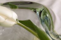 Kaboompics - Close-Up of a White Flower Bud in a Glass Vase