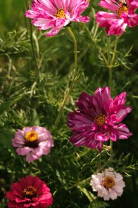 Kaboompics - Pink and Burgundy Cosmos Flowers