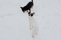 Kaboompics - Two Small Dogs in Snow: White-and-Black Dog Looking Up as Black-and-Tan Dog Sniffs the Ground