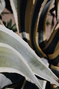 Kaboompics - Soft-Focus Agave Leaf Texture in Natural Green and Gray