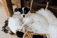 Kaboompics - Black and White Dog Curled Up in a Woven Basket Bed