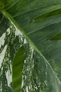 Kaboompics - Variegated Monstera Leaf with White Marbling and Fenestration