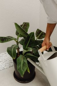 Kaboompics - Woman Watering a Potted Houseplant in a Living Room