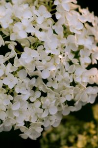 Kaboompics - White Hydrangea Close-Up Dark Background