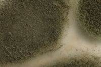 Kaboompics - Pale Agar Channel Between Textured Mold Colonies