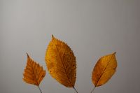 Kaboompics - Three Golden Dried Leaves on a Plain Gray Background