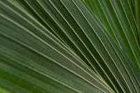 Kaboompics - Tropical Leaf Surface in Soft Natural Light