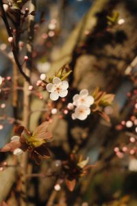Kaboompics - Pink Buds and White Blossoms in Shallow Focus