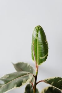 Kaboompics - Ficus Elastica Tineke
