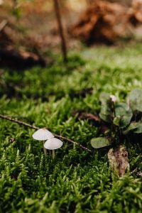 Kaboompics - Small White Mushrooms in Bright Green Moss