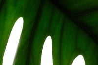 Kaboompics - Monstera Leaf Pattern Backlit Green Natural Texture Background