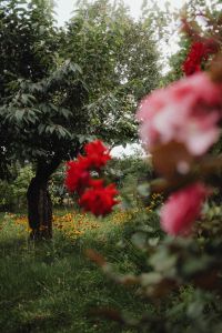 Kaboompics - Vibrant Shades of Red Roses in the Garden