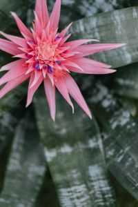 Flowering pot plant Aechmea