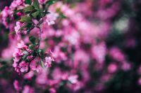 Kaboompics - Pink Blossom Branch on Left with Copy Space