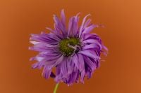 Kaboompics - Purple Flower Portrait on Orange Background