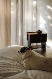 Kaboompics - Small Dog Sitting on White Bed in a Warm Neutral Bedroom