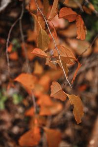 Kaboompics - Dry Autumn Leaves Hanging From a Woodland Branch