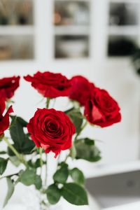 Kaboompics - Vertical Red Rose Macro with Softly Blurred Home Office Background