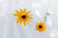 Kaboompics - Yellow Flowers Arranged Apart on a White Sheer Fabric Background