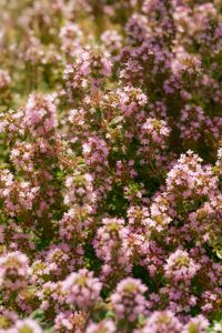 Kaboompics - Pale Pink Cosmos Flowers in Dense Bloom