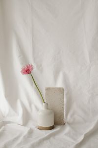 Kaboompics - Minimal Flower Study against a Light Textile Background