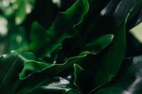 Kaboompics - Close-ups of green plant leaves