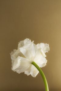Kaboompics - Frilled White Flower on Curved Stem