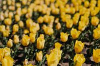 Kaboompics - Wide Yellow Tulip Flower Bed in Botanical Garden