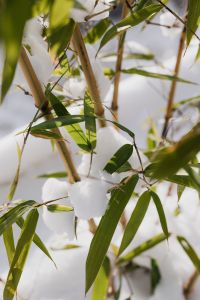 Kaboompics - Snow-Covered Bamboo Leaves in Soft Winter Light