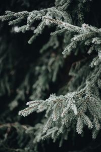 Kaboompics - Snowy Spruce Branches Framing Dark Green Copy Space