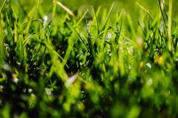 Kaboompics - Dense Fresh Grass Tips in Sunlight, Rich Green Spring Lawn Macro Texture