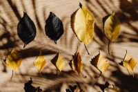 Kaboompics - Fallen Autumn Leaves on a Beige Blanket