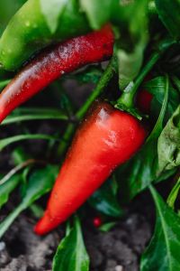 Kaboompics - Dew-Covered Red Chili Pepper in Close-Up Among Green Leaves