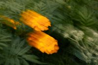 Kaboompics - Orange and White Garden Flowers Streaked Across Green Foliage, Motion Blur Background