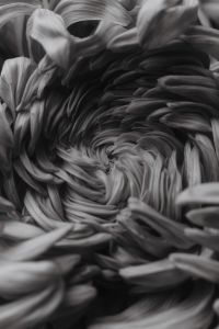 Kaboompics - Black and White Chrysanthemum Macro Texture